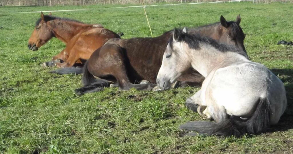 Moulin Du Bois Pensions Pour Chevaux Rennes Balade A Poney 8