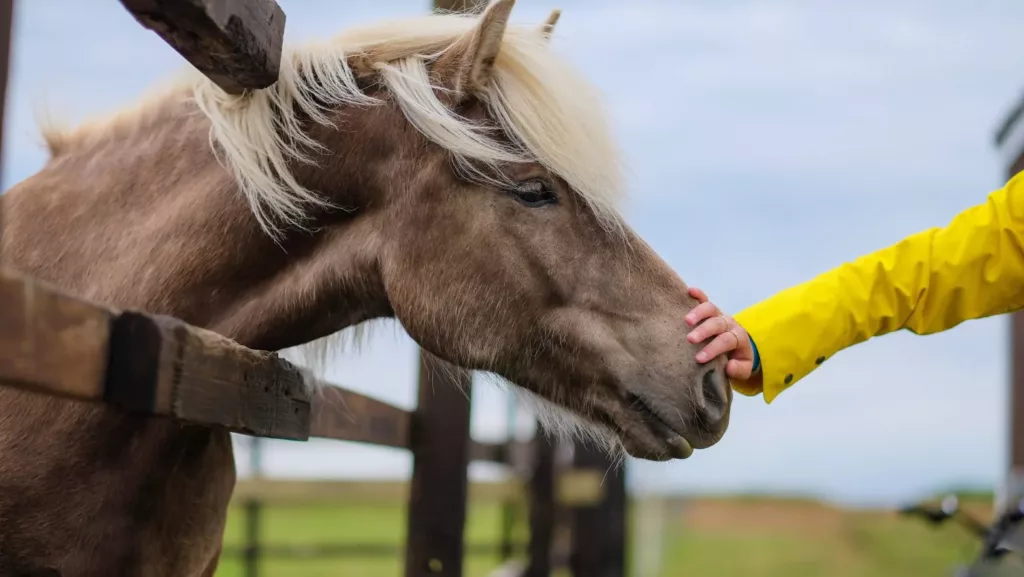 Moulin Du Bois Pensions Pour Chevaux Rennes Balade Poney 1