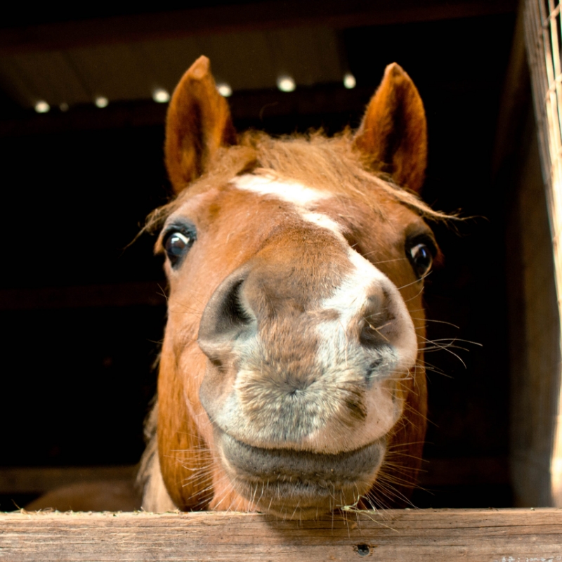Moulin Du Bois Pensions Pour Chevaux Rennes Curie De Proprietaire 2