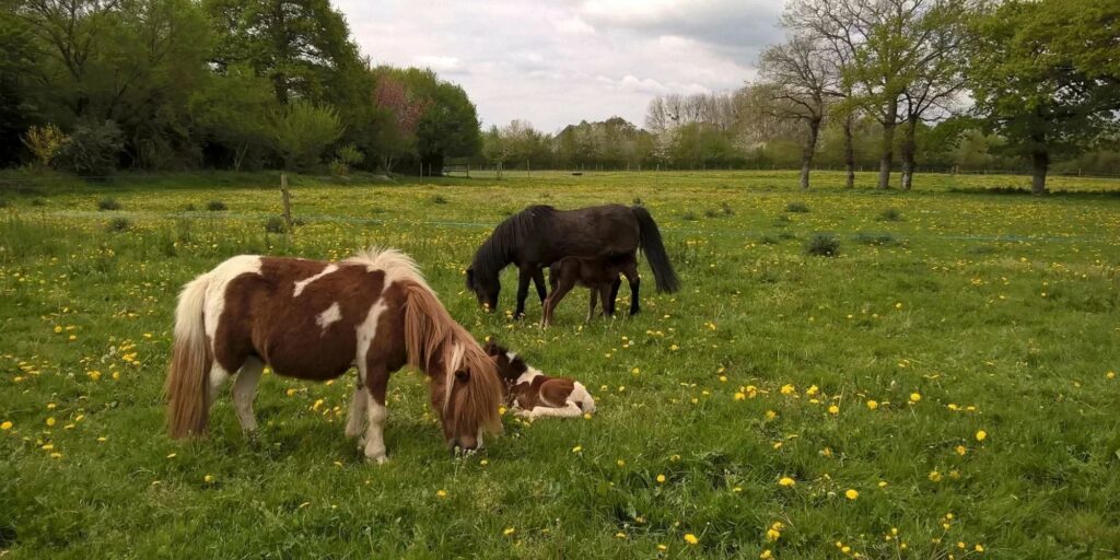 Moulin Du Bois Pensions Pour Chevaux Rennes Ferme Pedagogique 2 1