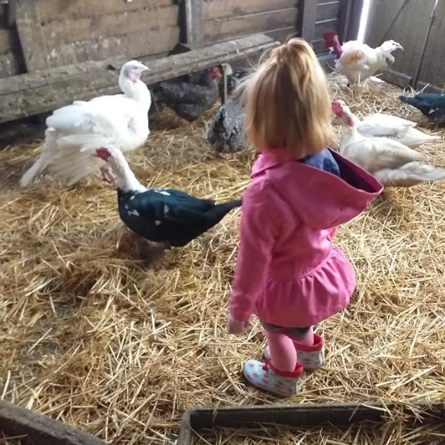 Moulin Du Bois Pensions Pour Chevaux Rennes Ferme Pedagogique 5