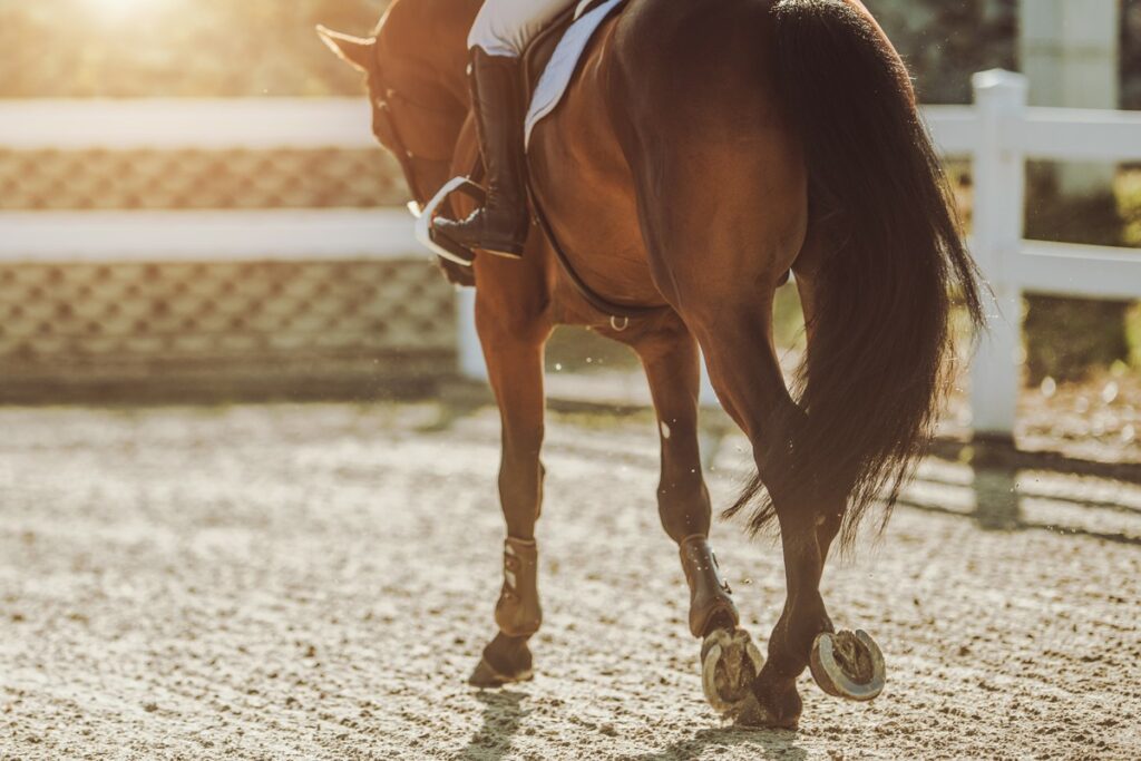 Moulin Du Bois Pensions Pour Chevaux Rennes Les Infrastructures 3