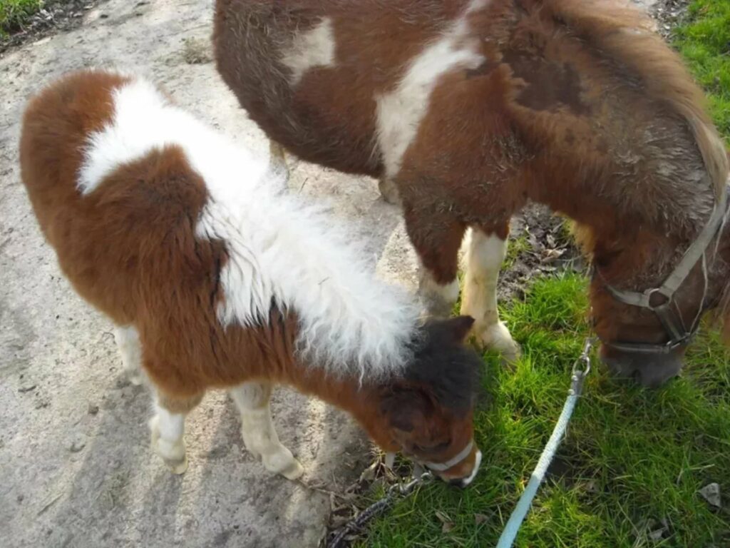 Moulin Du Bois Pensions Pour Chevaux Rennes Naissances A Lecurie 1