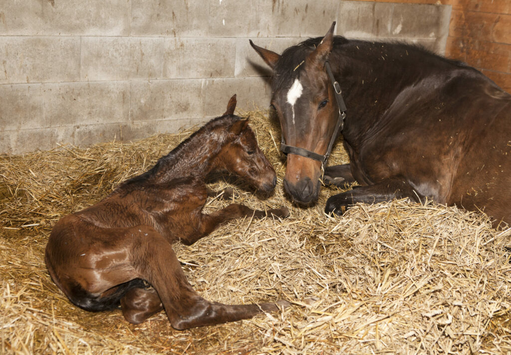 Moulin Du Bois Pensions Pour Chevaux Rennes Naissances A Lecurie 2