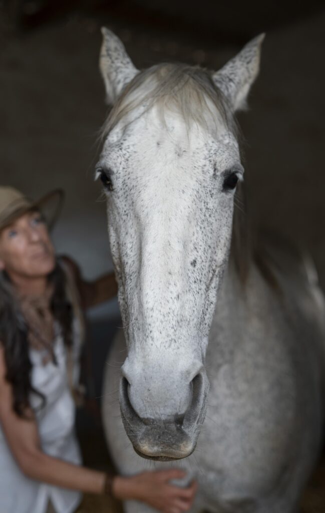 Moulin Du Bois Pensions Pour Chevaux Rennes Pension Chevaux 2