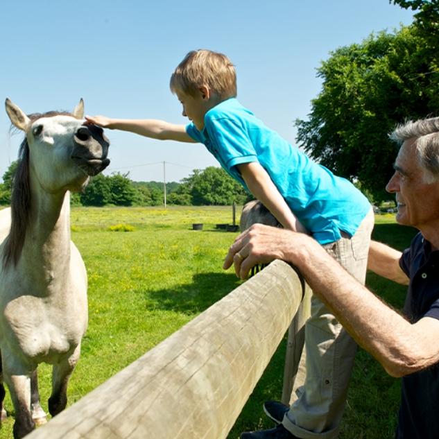 Moulin Du Bois Pensions Pour Chevaux Rennes Votre Pension Pour Chevaux 1